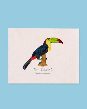 LIENZO AVES TUBO 16 X 20 A VUELO DE PAJARO