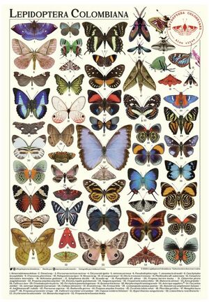 TOTE POLILLAS Y MARIPOSAS LEPIDOPTERA